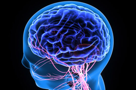 Brain-Nervous-System